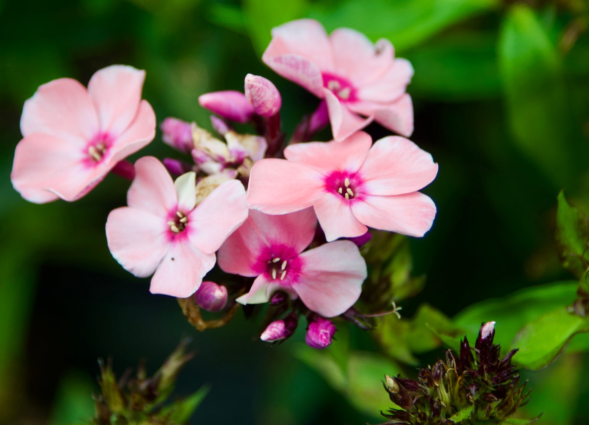 Phlox paniculata  'Sweet Summer Queen'