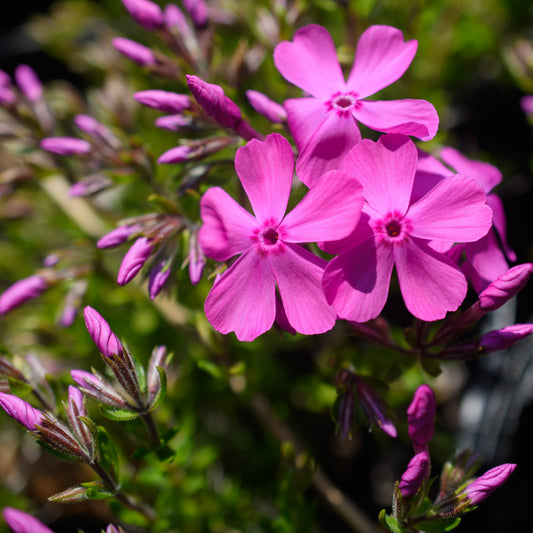 Masses of starry hot-pink flowers with dark green needle-like foliage in the background.