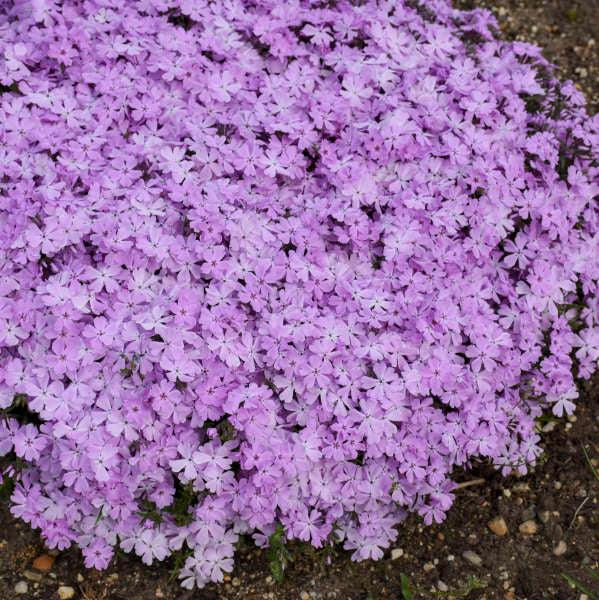 Phlox subulata  'Pink Sparkles'