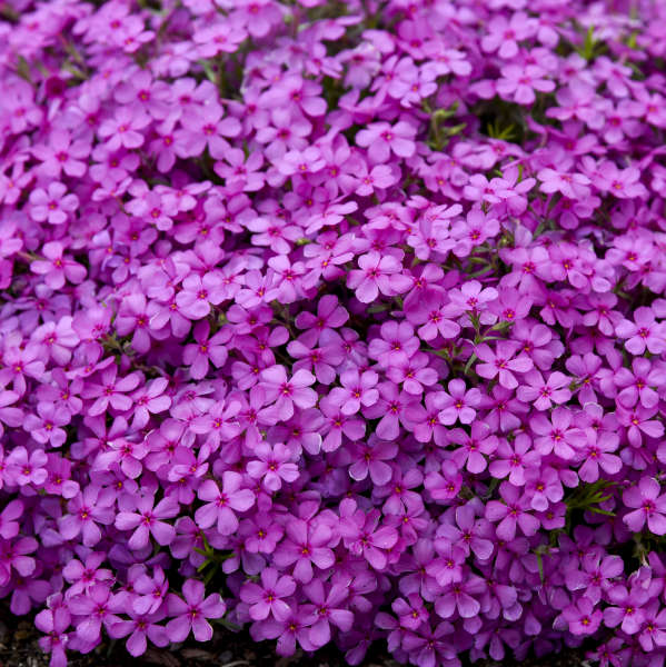 Phlox subulata  'Ruby Riot'