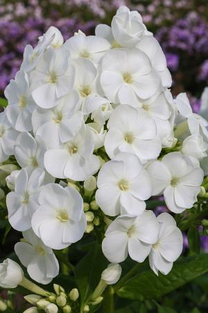 Phlox amplifolia 'Captain Freedom’