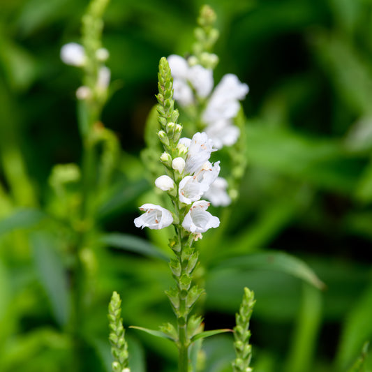 Physostegia virginiana 'Miss Manners'