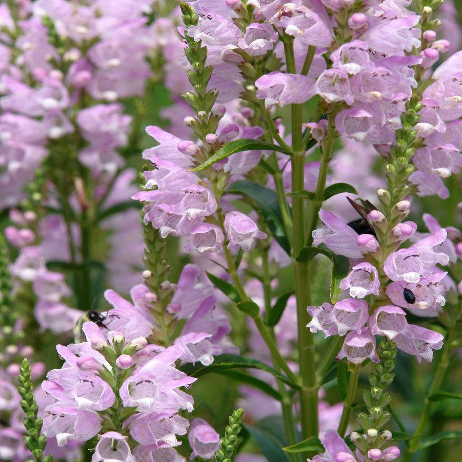 Physostegia virginiana 'Pink Manners' (Obedient Plant)