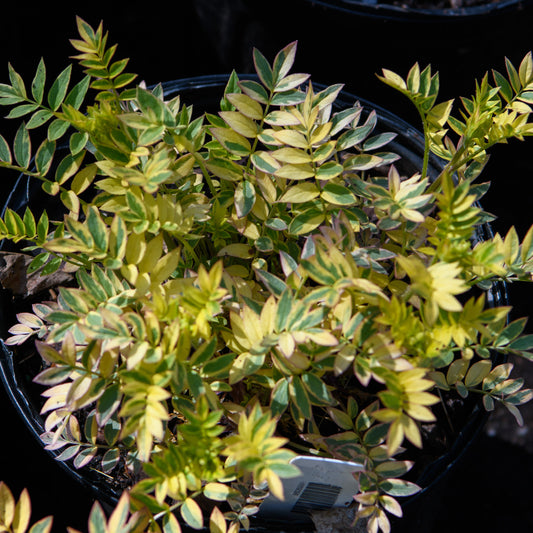 Polemonium 'Golden Feathers'  (Jacob's Ladder)