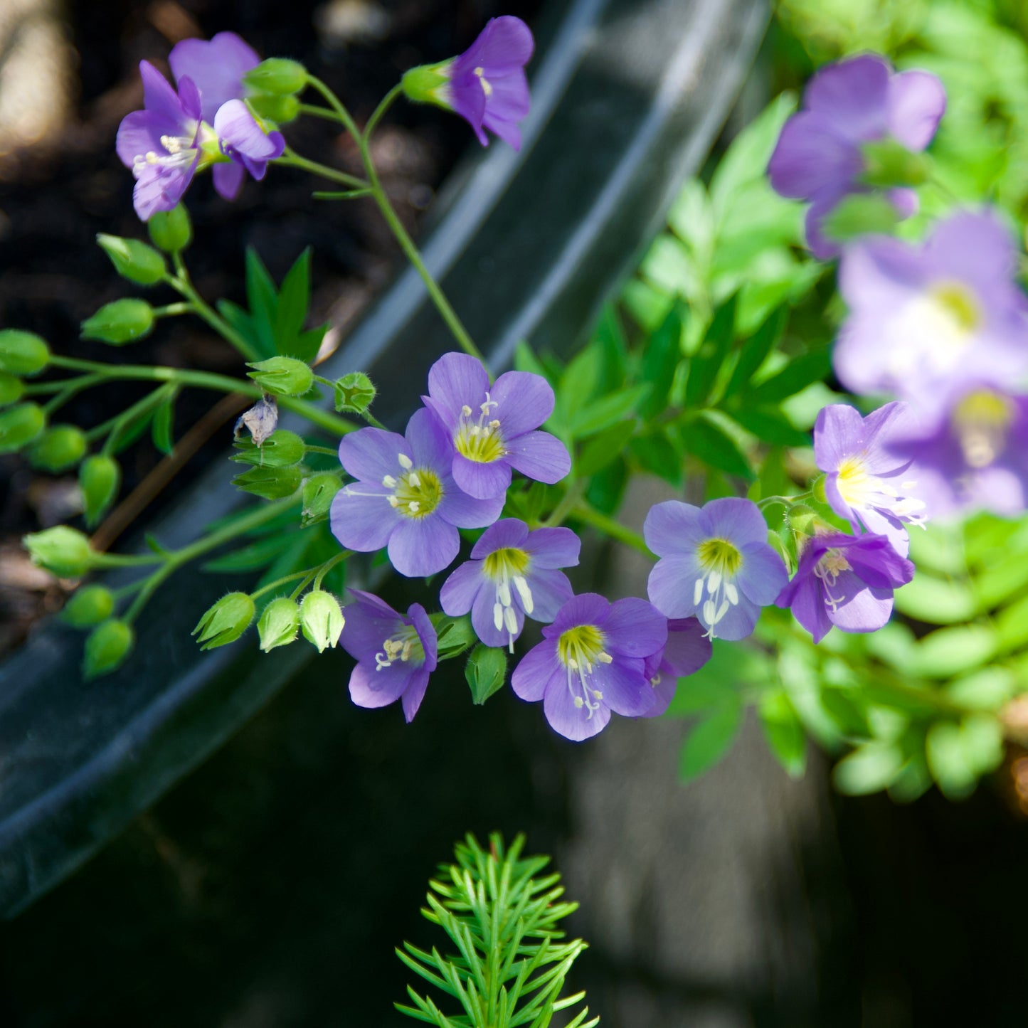 Polemonium   'Lambrook Mauve'