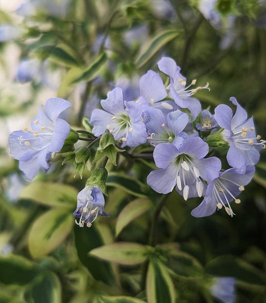 Polemonium 'Stairway to Heaven'  (Jacob's Ladder)
