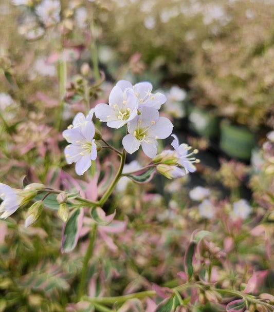 Polemonium 'Stairway to Heaven'  (Jacob's Ladder)