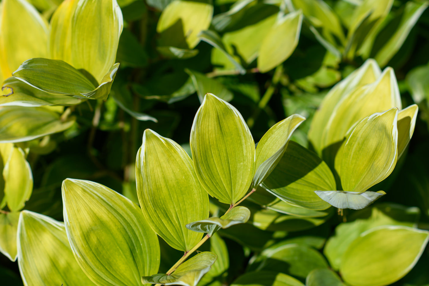 Polygonatum falcatum 'Variegatum' (Solomon's Seal)
