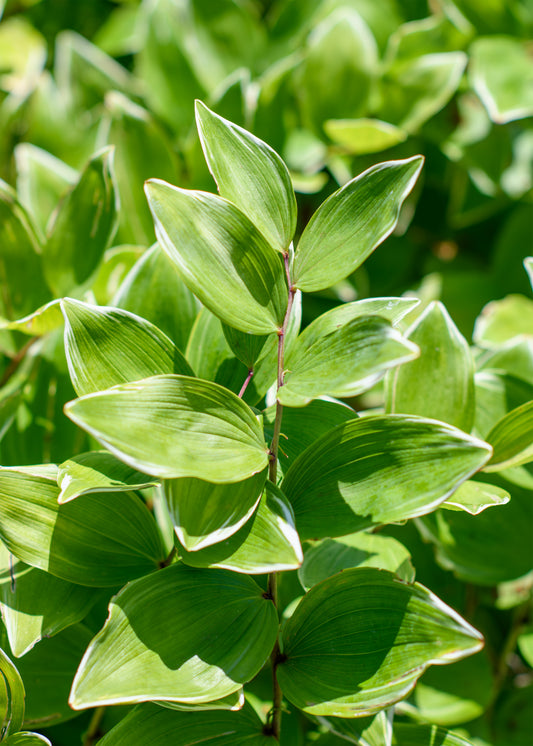 Polygonatum falcatum 'Variegatum' (Solomon's Seal)