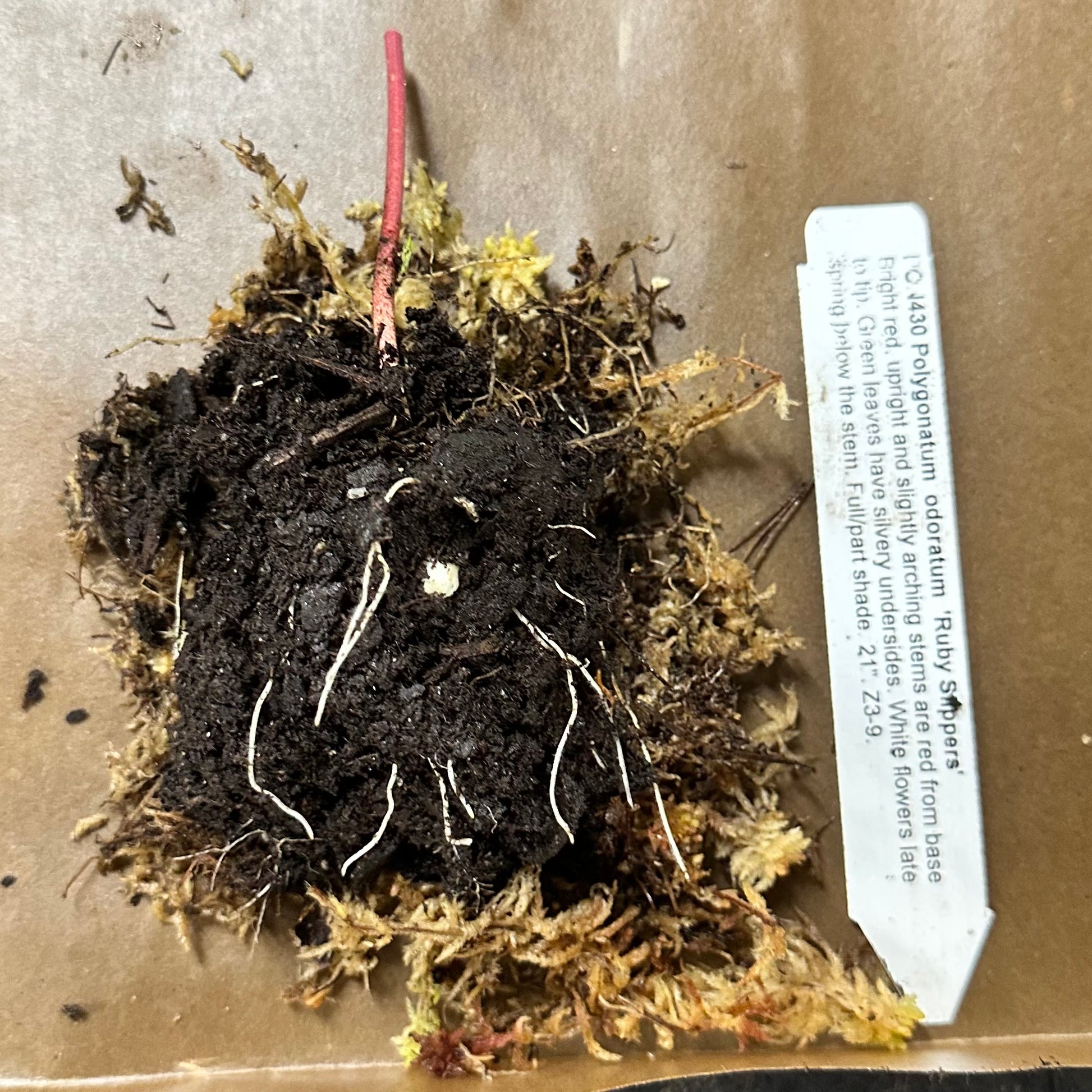 Root system of a plant on a brown background with a label.