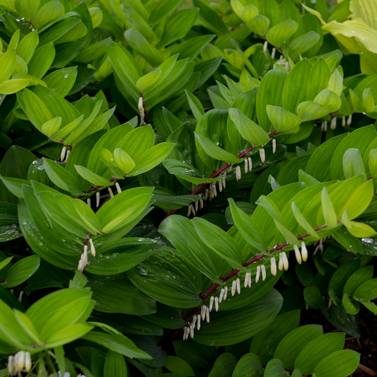 Polygonatum  odoratum  'Ruby Slippers'