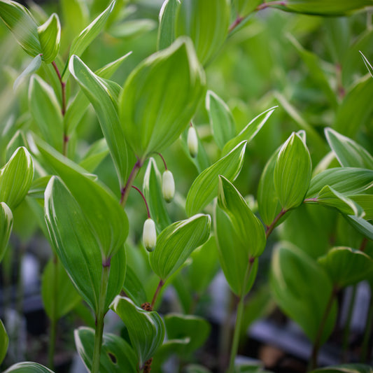 Polygonatum odoratum 'Variegatum' (Solomon's Seal)