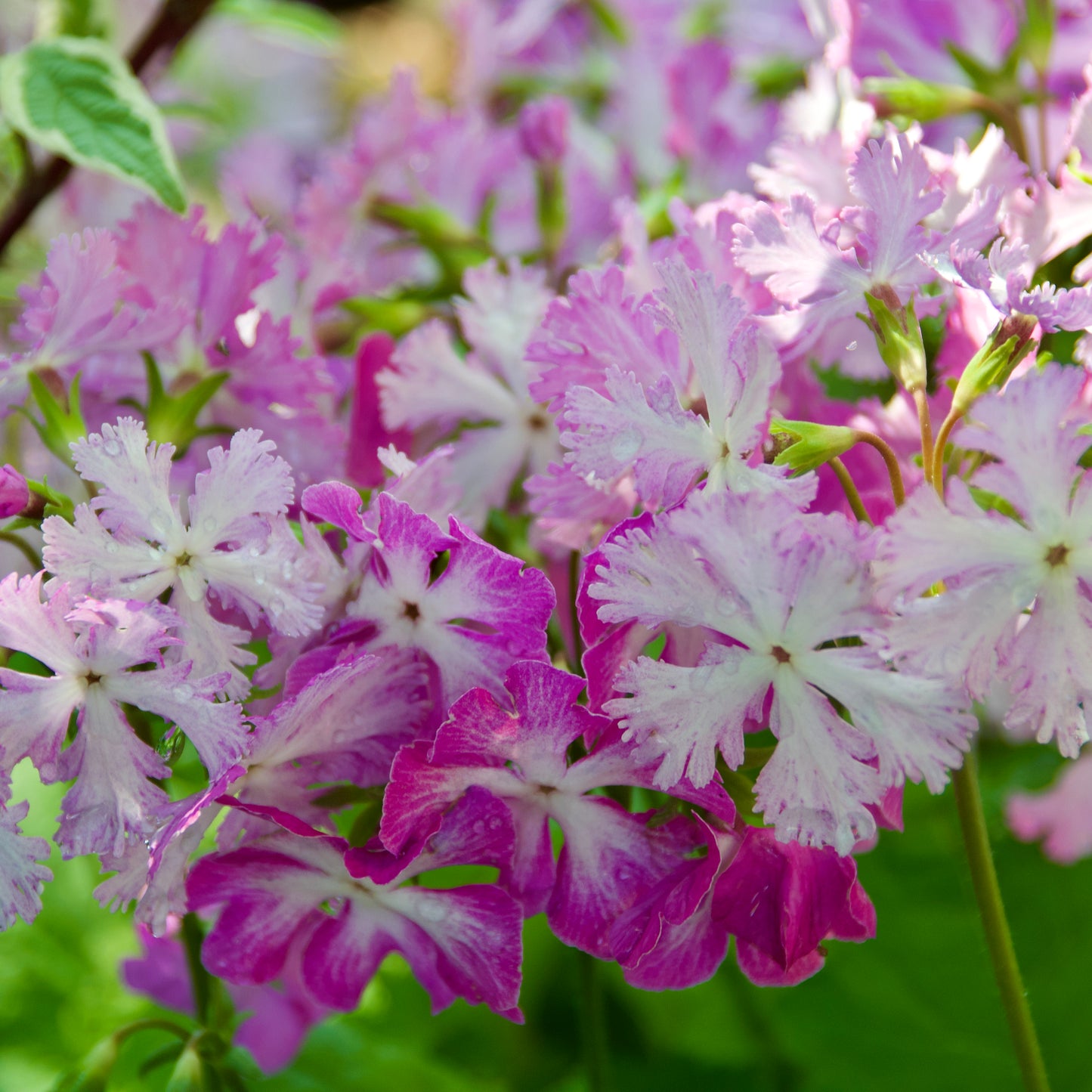 Primula sieboldii