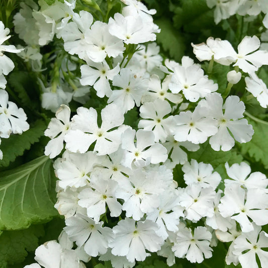 Primula sieboldii 'Alba'