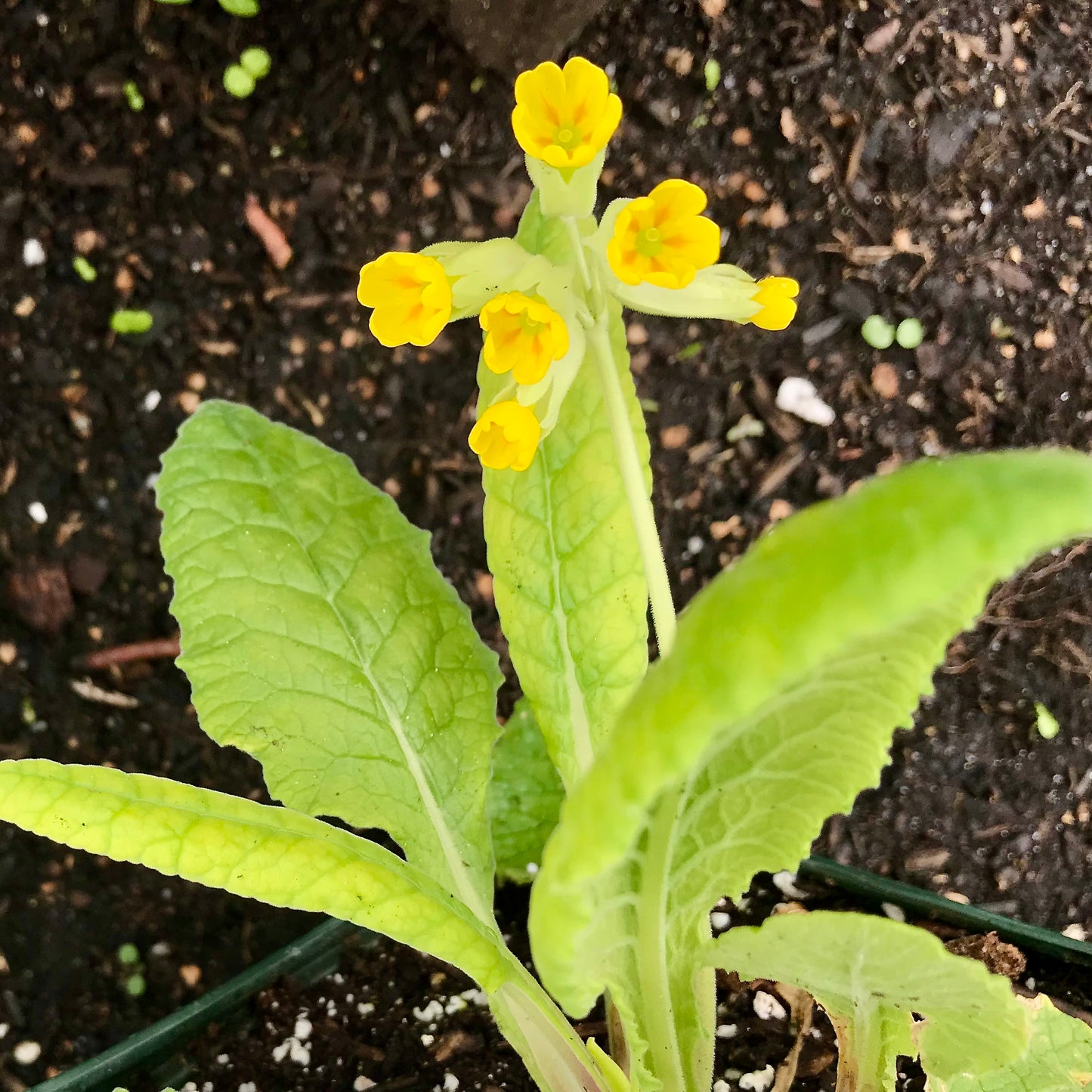 Primula vulgaris