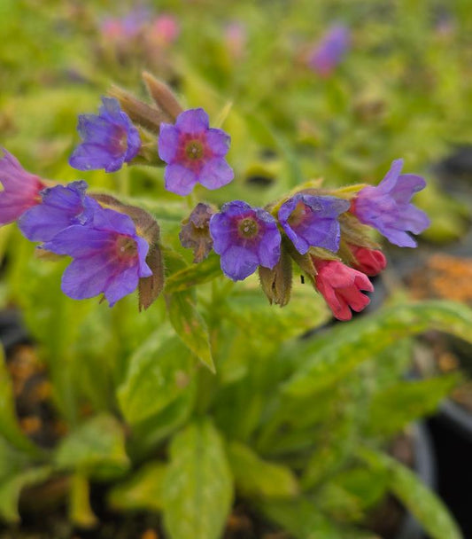 Pulmonaria 'Celebration' (Lungwort)