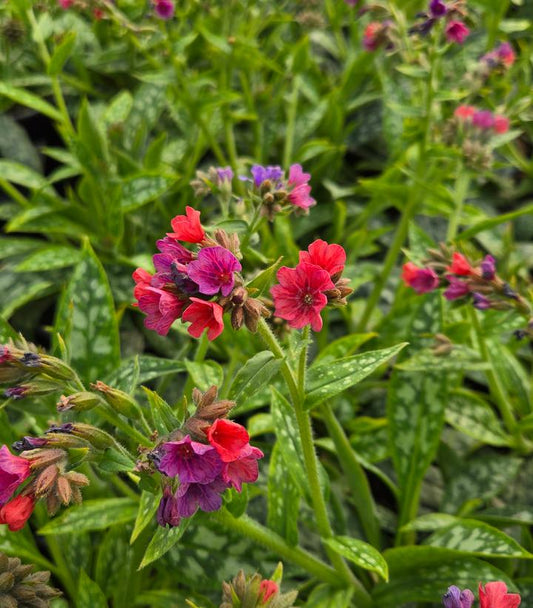 Pulmonaria longifolia 'Raspberry Splash'