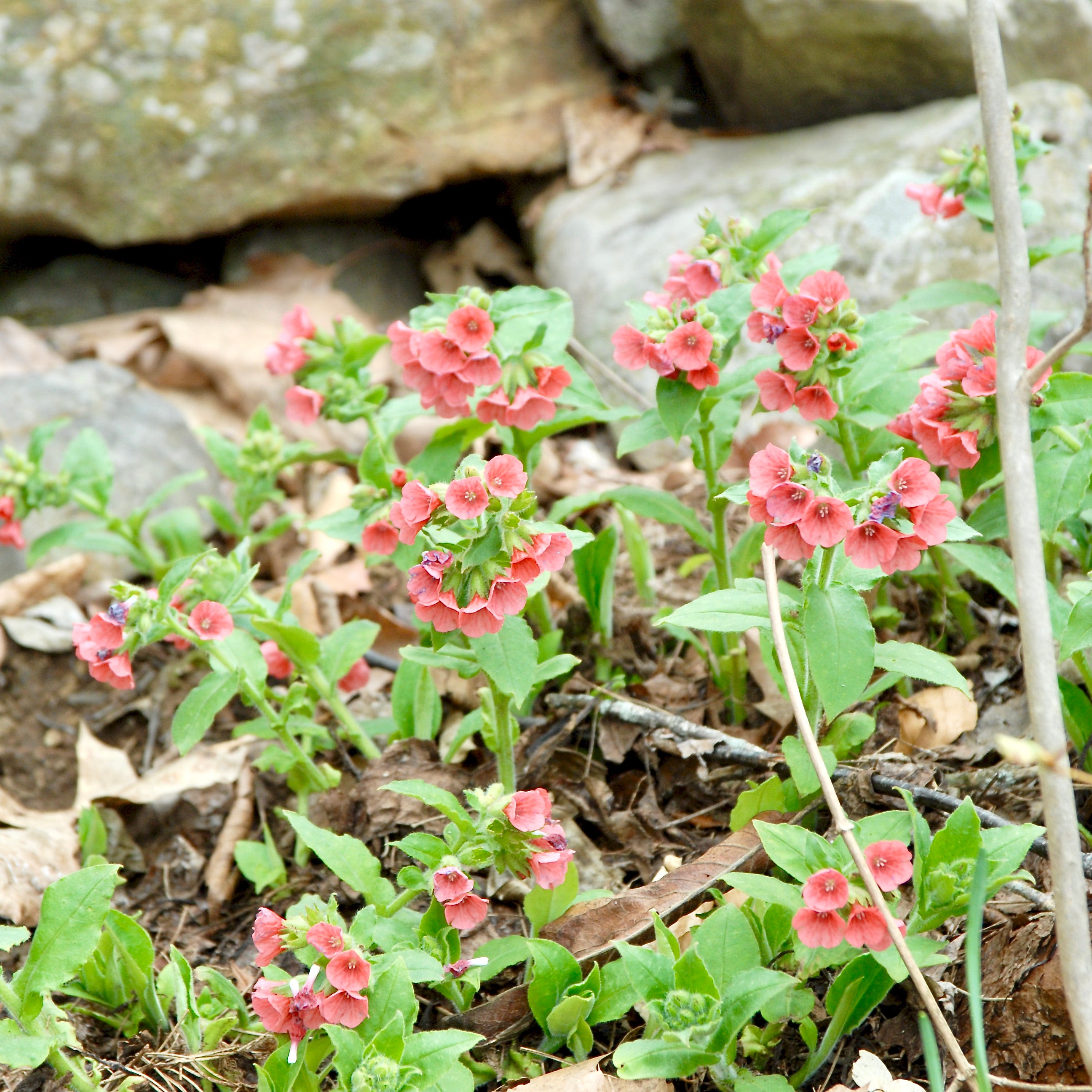 Pulmonaria rubra – Fieldstone Gardens Inc