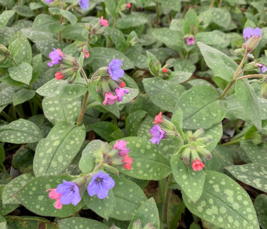 Pulmonaria saccharata 'Mrs. Moon'