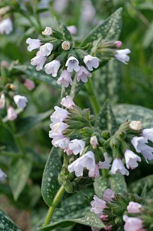 Pulmonaria saccharata 'Sissinghurst White'