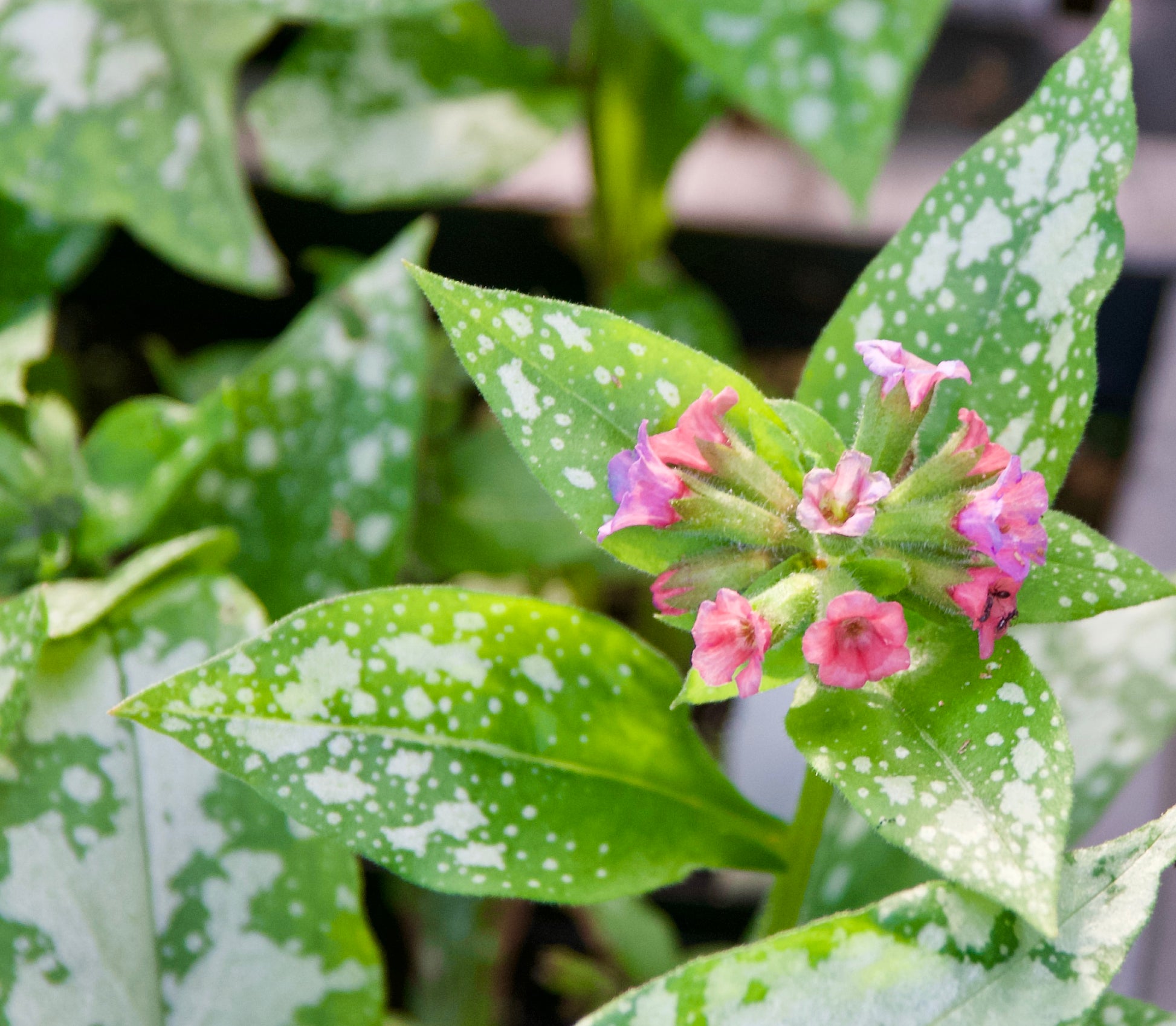 Pulmonaria x  'Pretty in Pink'