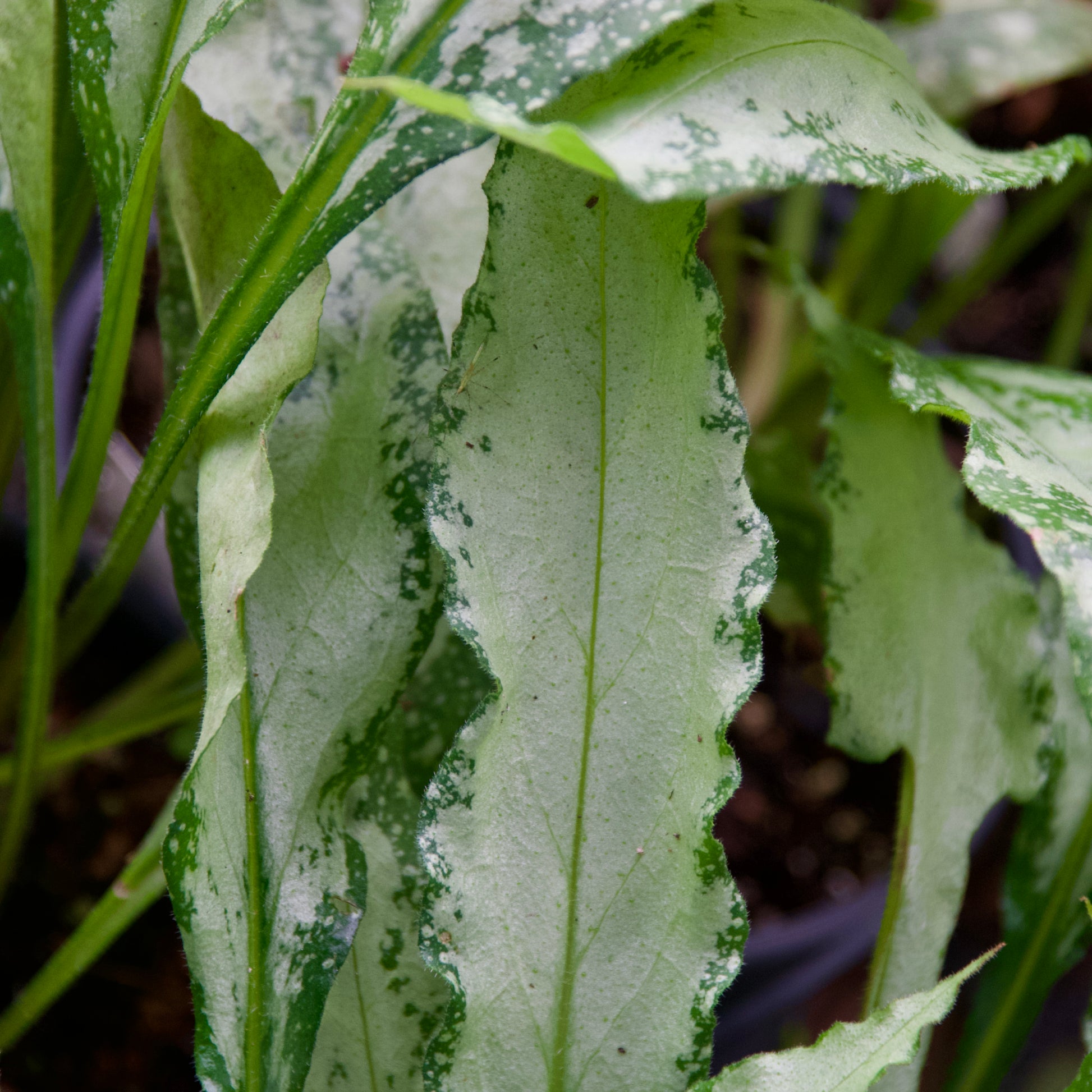 Pulmonaria x  'Silver Bouquet'
