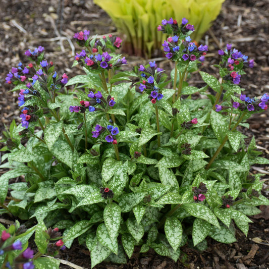 Pulmonaria x  'Spot On'