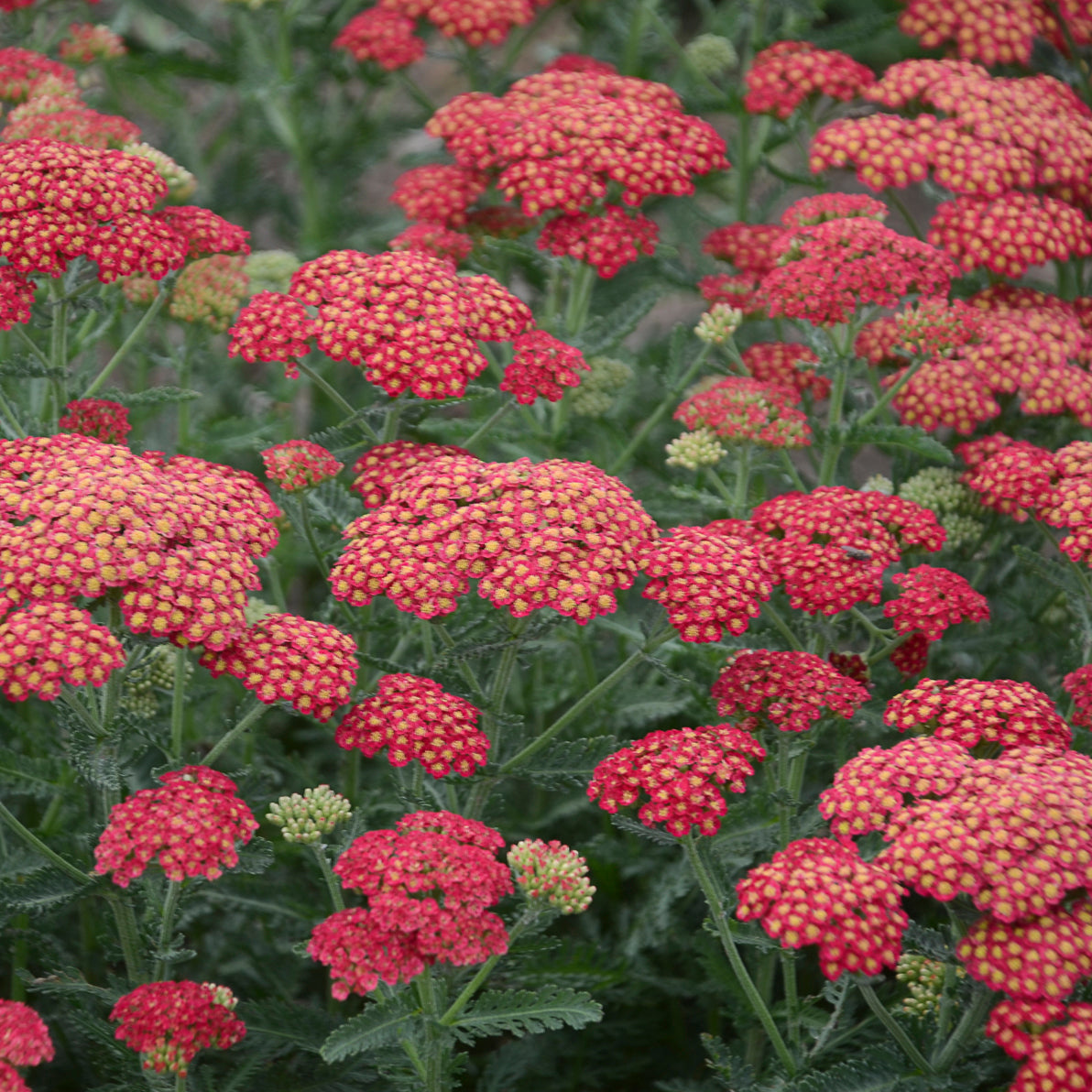 Achillea 'Firefly Red Pop'