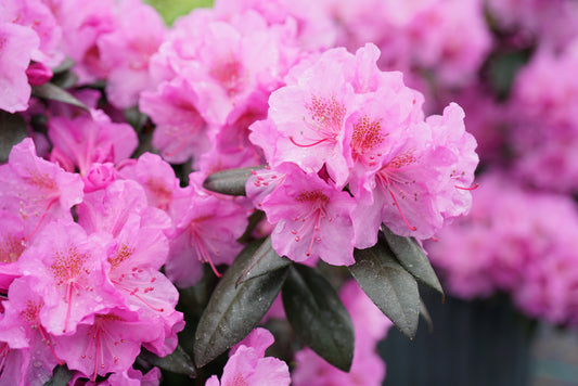 Rhododendron Black Hat®