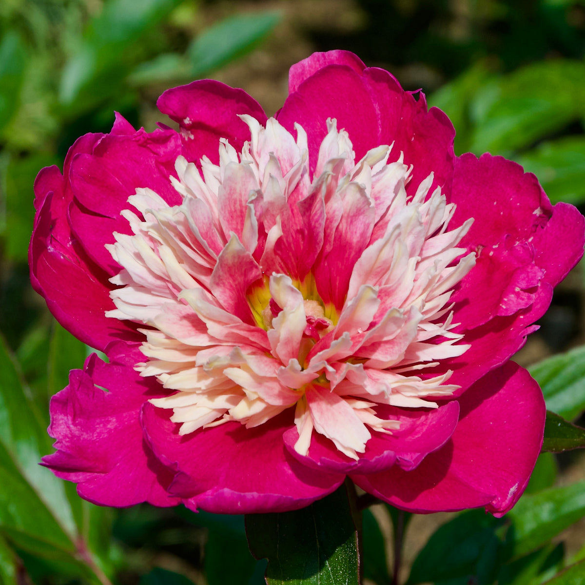 A close-up image of a pink peony flower with a double mass of cream and rose-red, indicating it is midseason and the plant is healthy.