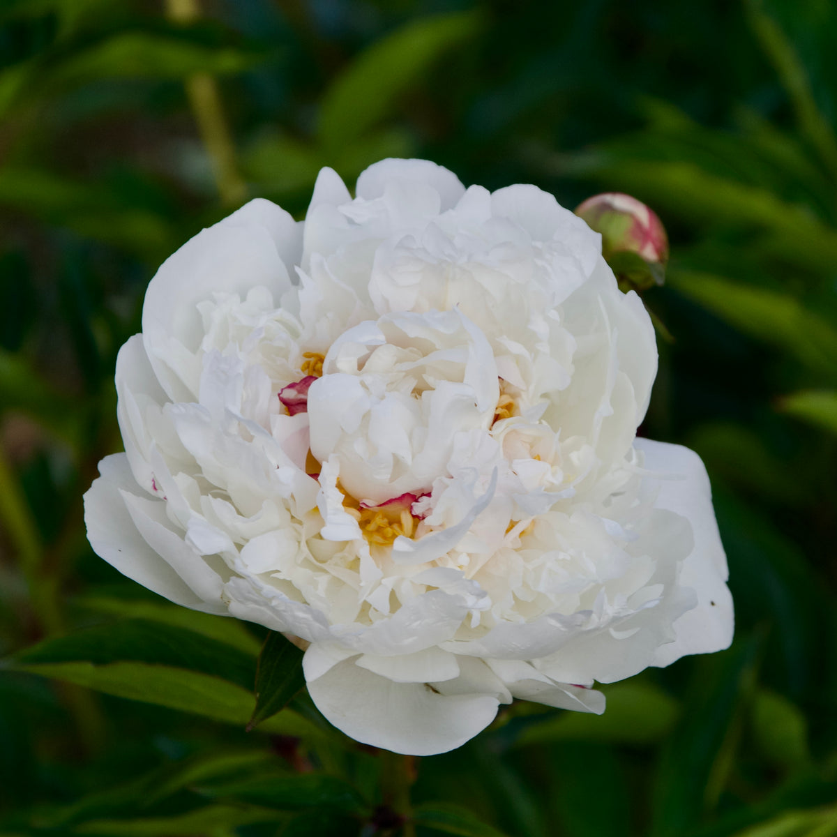 Paeonia lactiflora 'Festiva Maxima' (Peony)