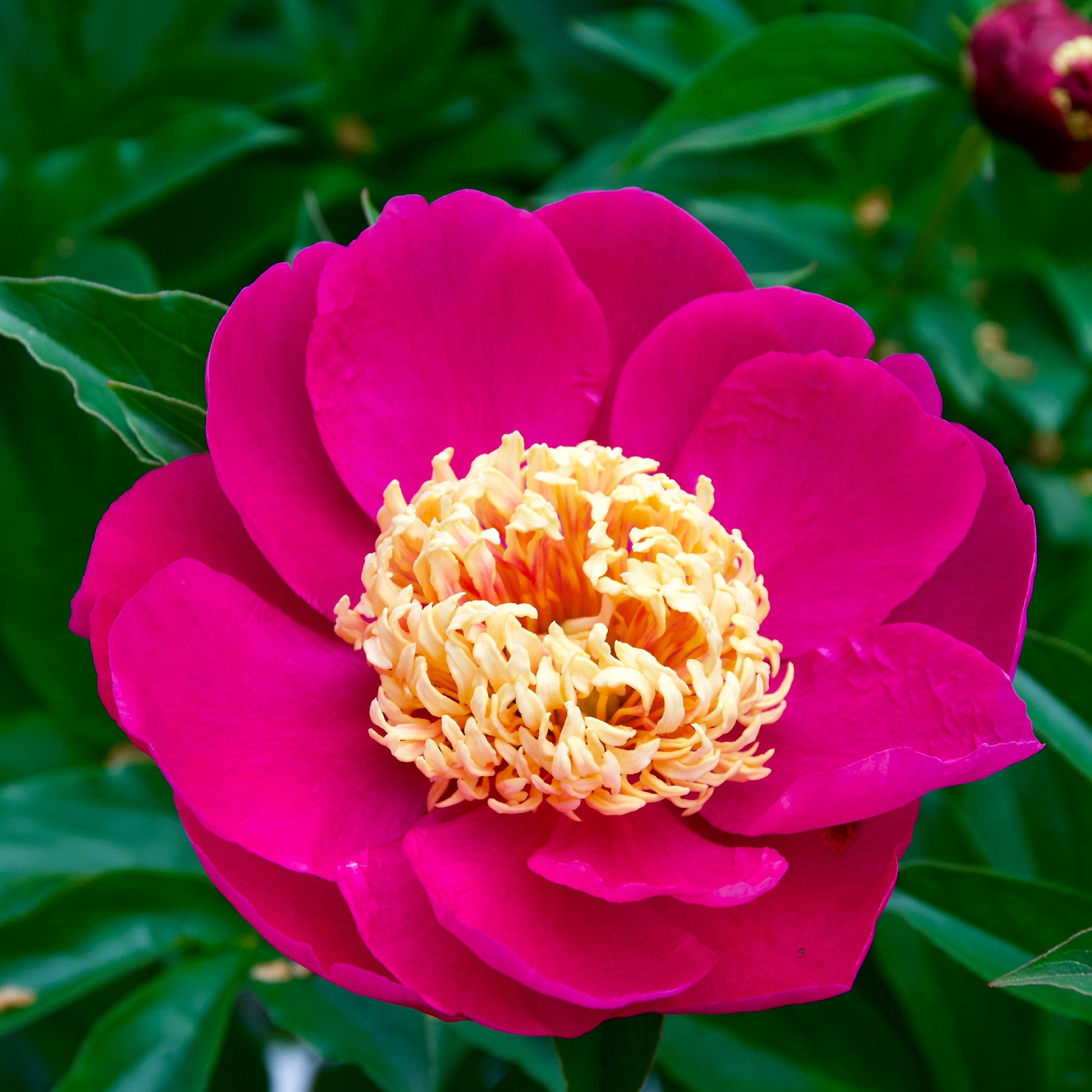 A close-up image of a pink peony flower with a butter yellow center, surrounded by green leaves.