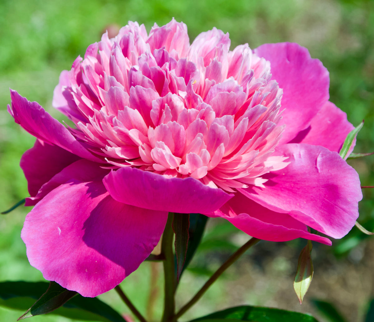 Paeonia lactiflora 'Madame Emile Debatene'