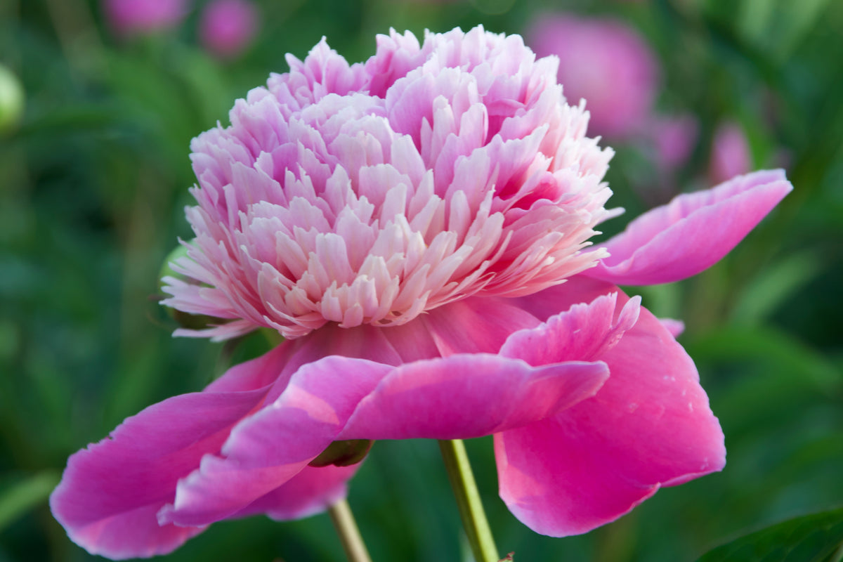 Paeonia lactiflora 'Santa Fe' (Peony)