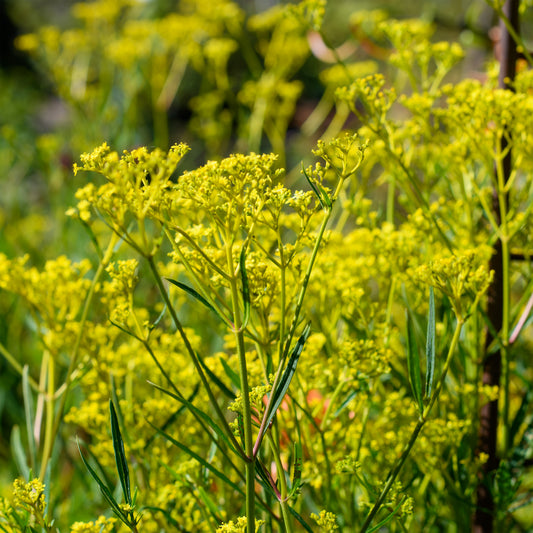 Patrinia scabiosifolia 'Nagoya'