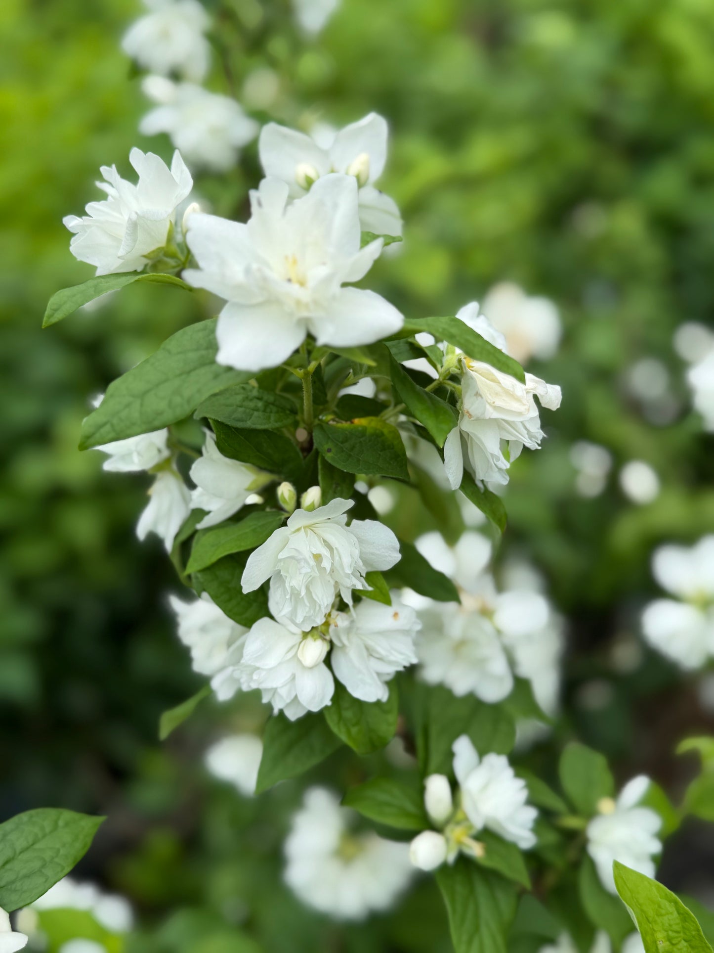 White flowers with green leaves on a blurred green background