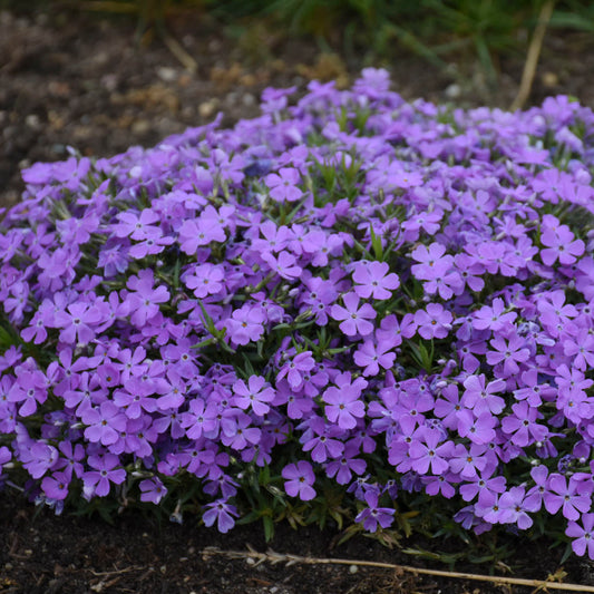 Phlox subulata 'Crater Lake'