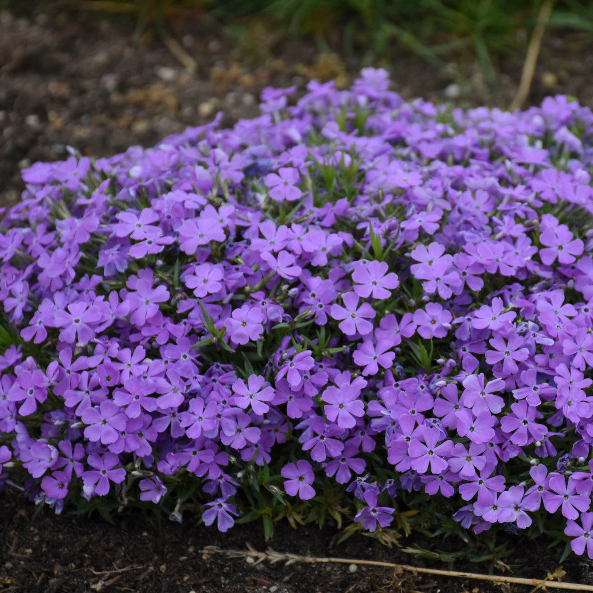 Phlox subulata  'Crater Lake'