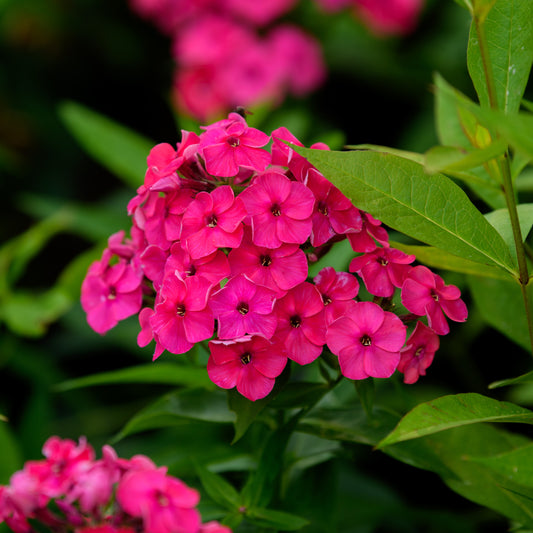 Bright pink phlox flowers with green leaves. 