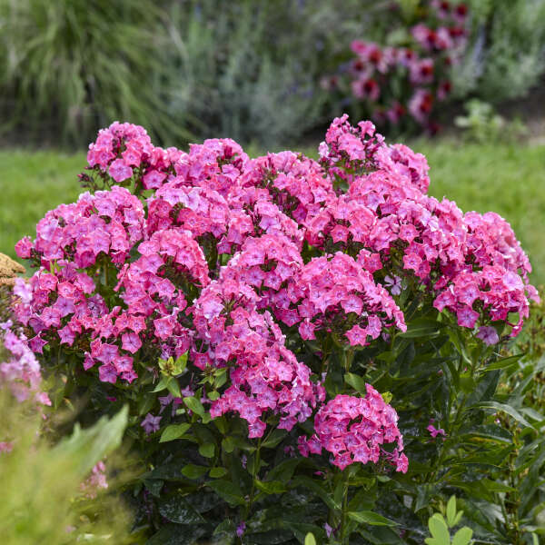 Phlox paniculata 'Pink Lightning'