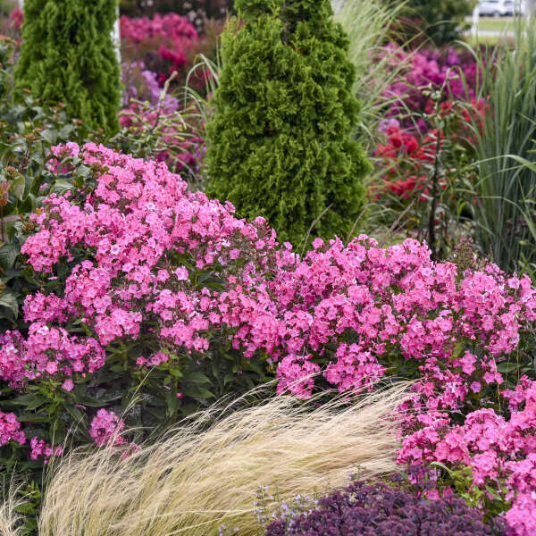 Phlox paniculata 'Pink Lightning'
