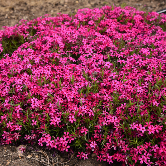 Phlox subulata  'Red Wings'