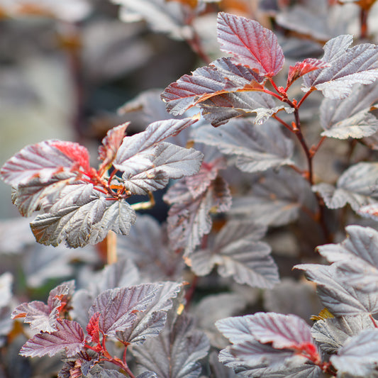 Physocarpus opulifolius 'Fireside' - Ninebark
