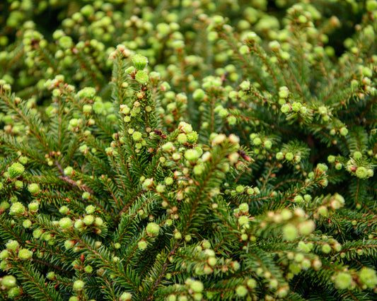 Picea abies 'Nidiformis' (Bird's Nest Spruce)