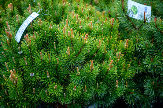 Pinus mugo var. Pumilio (Dwarf Swiss Mountain Pine)