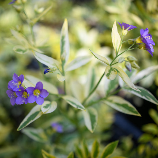 A close-up of Polemonium 'Golden Feathers' with striking variegated foliage featuring bright yellow leaves with olive green centers, and light purple blooms.