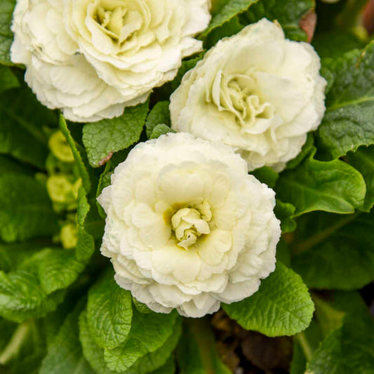 Primula vulgaris 'Spearmint' (Primrose)
