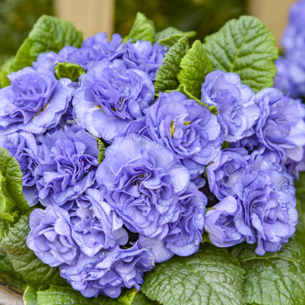 Primula vulgaris 'Watercolour Blue' (Primrose)