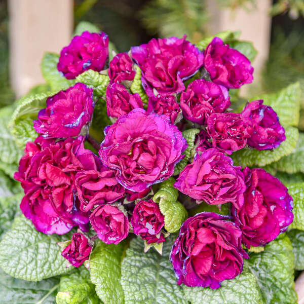 Primula vulgaris BELARINA® 'Berry Darling’ (Primrose)