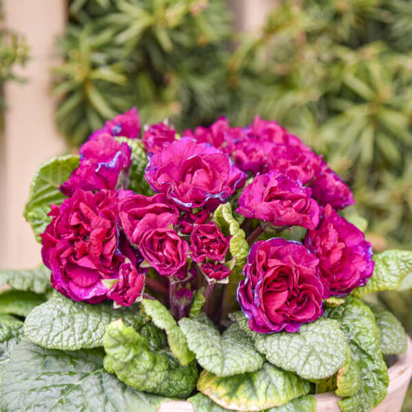 Primula vulgaris BELARINA® 'Berry Darling’ (Primrose)